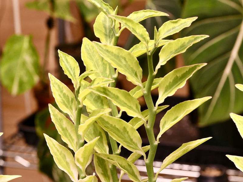 Pedilanthus Tithymaloides - Seed Capsules | Pedilanthus | Euphorbiaceae