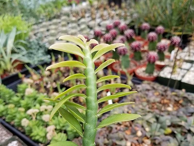 Pedilanthus Tithymaloides - Seed Capsules | Pedilanthus | Euphorbiaceae