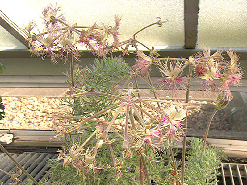 Pelargonium Aff. Rapaceum | Pelargonium | Geraniaceae