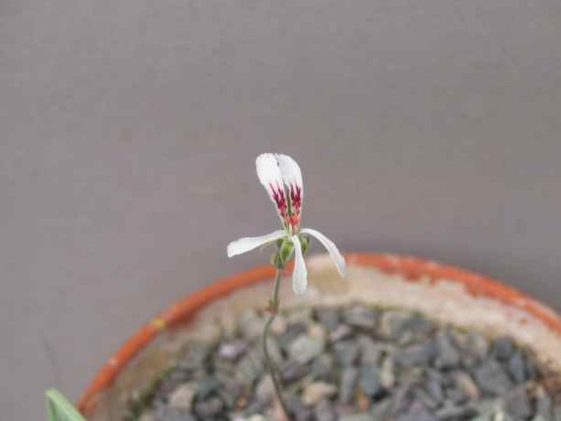 Pelargonium Aff. Rapaceum | Pelargonium | Geraniaceae