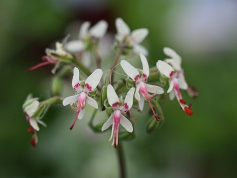Pelargonium Crithmifolium | Pelargonium | Geraniaceae