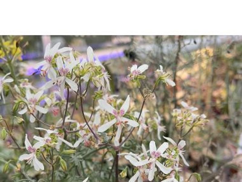 Pelargonium Crithmifolium | Pelargonium | Geraniaceae