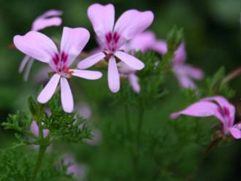 Pelargonium Fruticosum | Pelargonium | Geraniaceae