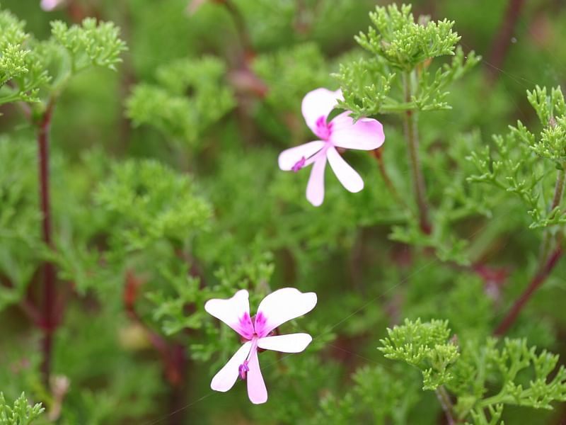 Pelargonium Fruticosum | Pelargonium | Geraniaceae