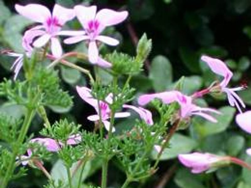 Pelargonium Fruticosum | Pelargonium | Geraniaceae
