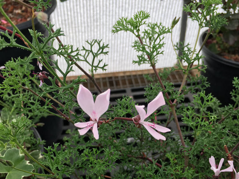 Pelargonium Fruticosum | Pelargonium | Geraniaceae