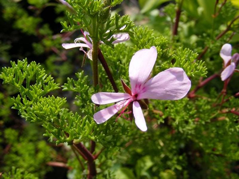 Pelargonium Fruticosum | Pelargonium | Geraniaceae
