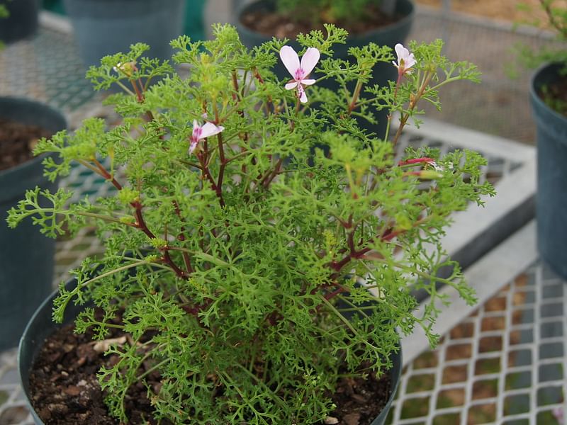 Pelargonium Fruticosum | Pelargonium | Geraniaceae