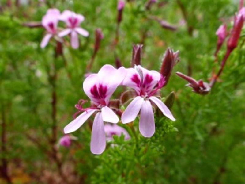 Pelargonium Fruticosum | Pelargonium | Geraniaceae