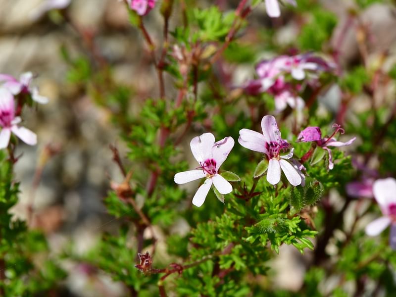 Pelargonium Fruticosum | Pelargonium | Geraniaceae