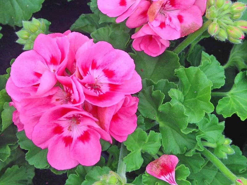 Pelargonium | Geraniaceae