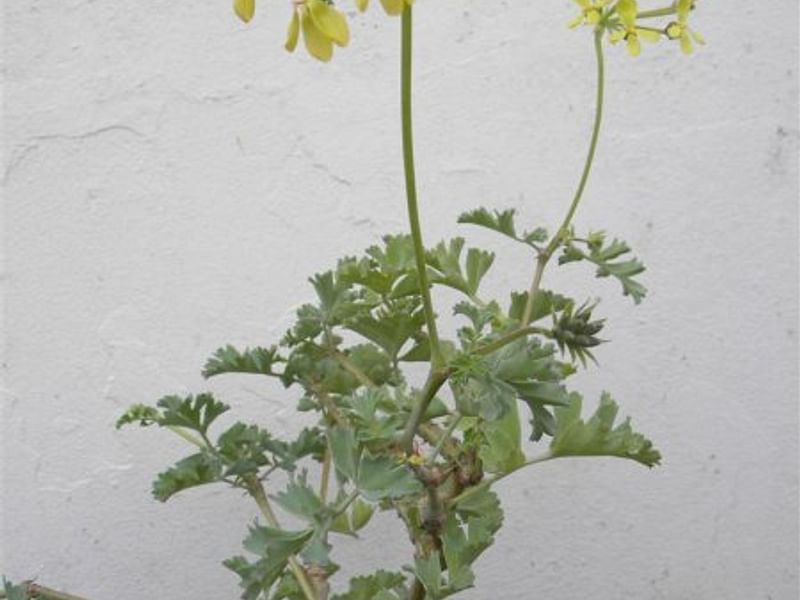 Pelargonium Gibbosum | Pelargonium | Geraniaceae
