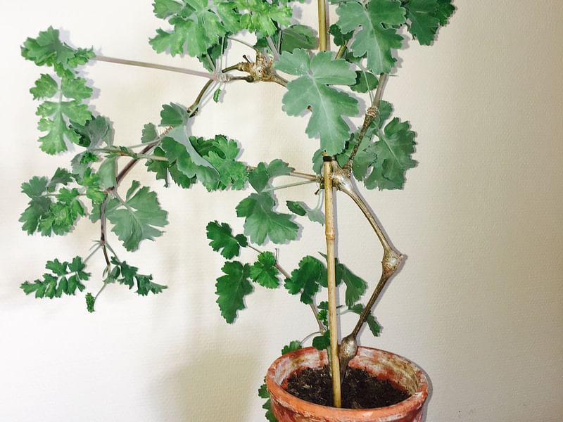 Pelargonium Gibbosum | Pelargonium | Geraniaceae