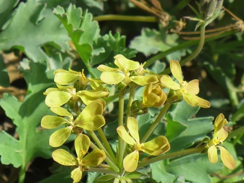 Pelargonium Gibbosum | Pelargonium | Geraniaceae