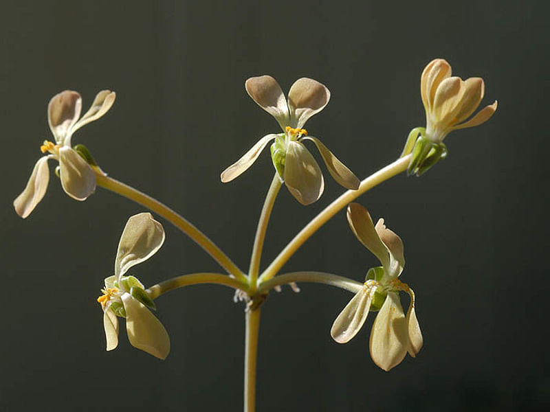 Pelargonium Gibbosum | Pelargonium | Geraniaceae