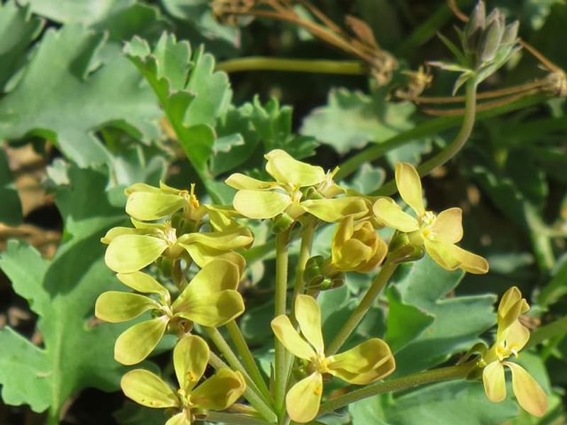 Pelargonium Gibbosum | Pelargonium | Geraniaceae