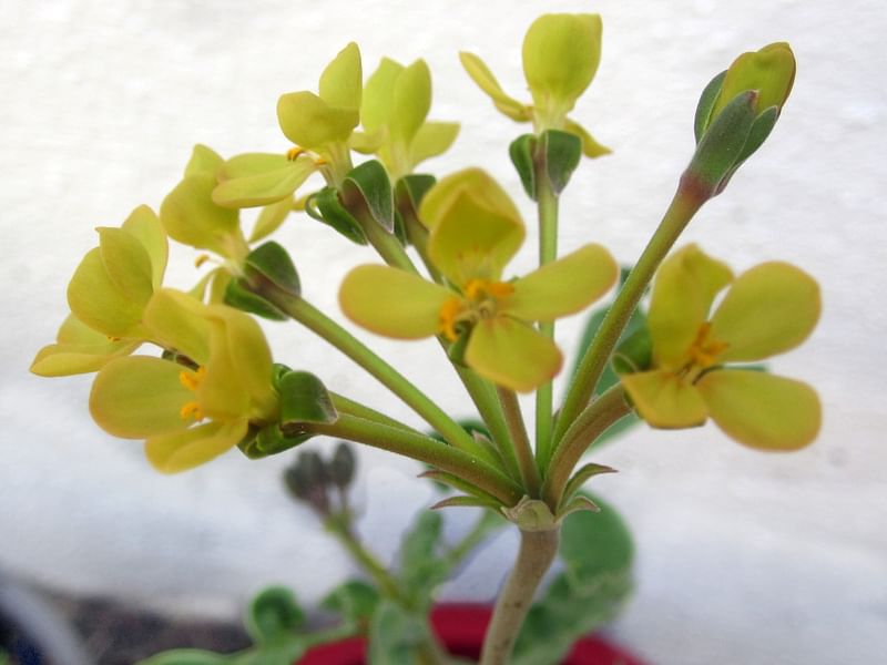 Pelargonium Gibbosum | Pelargonium | Geraniaceae