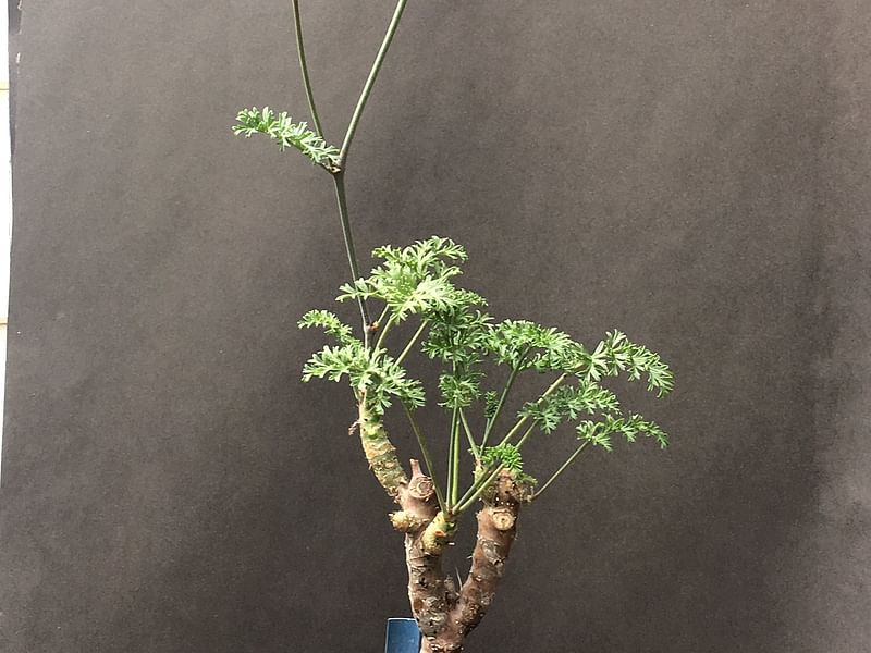 Pelargonium Gibbosum | Pelargonium | Geraniaceae