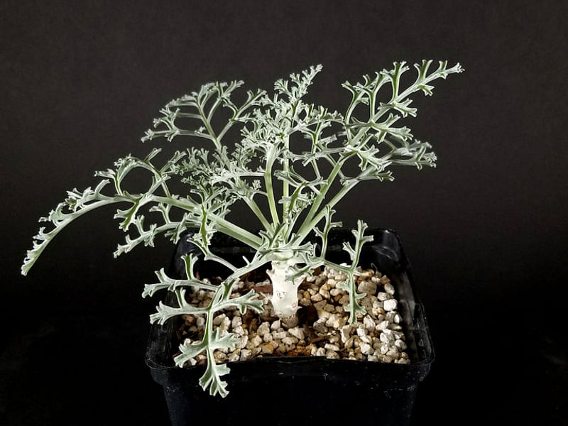 Pelargonium Paniculatum | Pelargonium | Geraniaceae