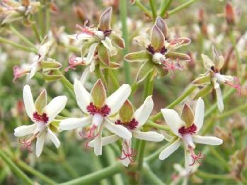 Pelargonium Paniculatum | Pelargonium | Geraniaceae