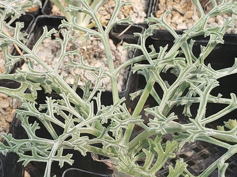 Pelargonium Paniculatum | Pelargonium | Geraniaceae