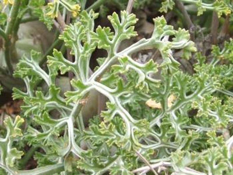 Pelargonium Paniculatum | Pelargonium | Geraniaceae