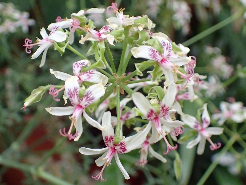 Pelargonium Paniculatum | Pelargonium | Geraniaceae