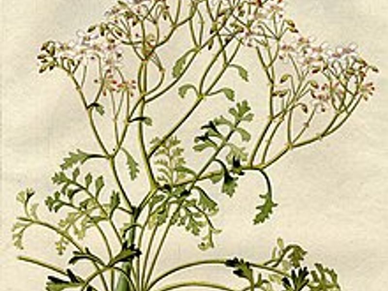 Pelargonium Paniculatum | Pelargonium | Geraniaceae