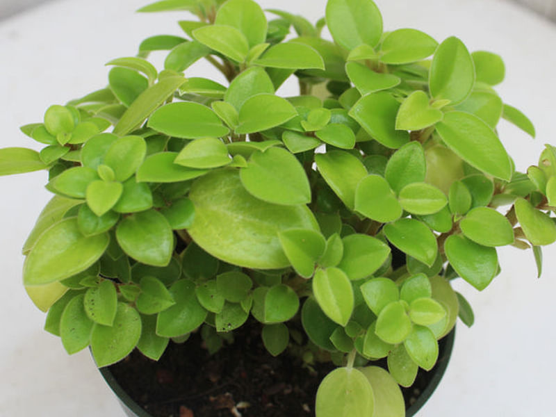 Peperomia Acuminata | Peperomia | Piperaceae