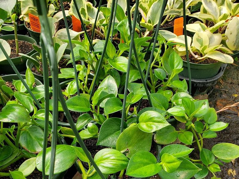 Peperomia Acuminata | Peperomia | Piperaceae