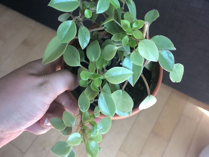 Peperomia Acuminata | Peperomia | Piperaceae