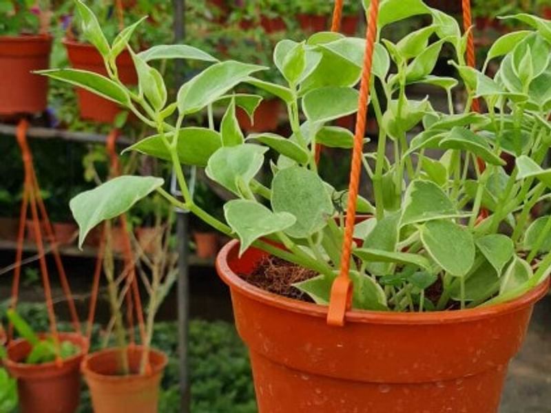 Peperomia Acuminata | Peperomia | Piperaceae