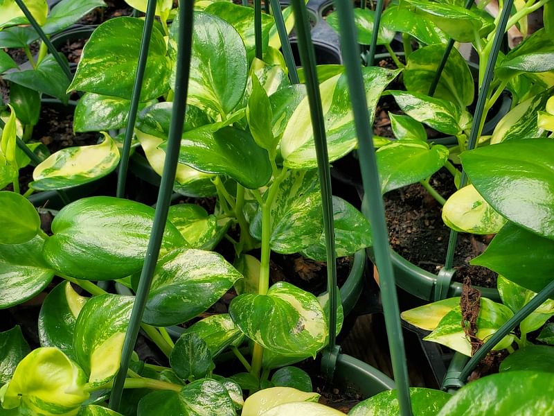 Peperomia Acuminata | Peperomia | Piperaceae