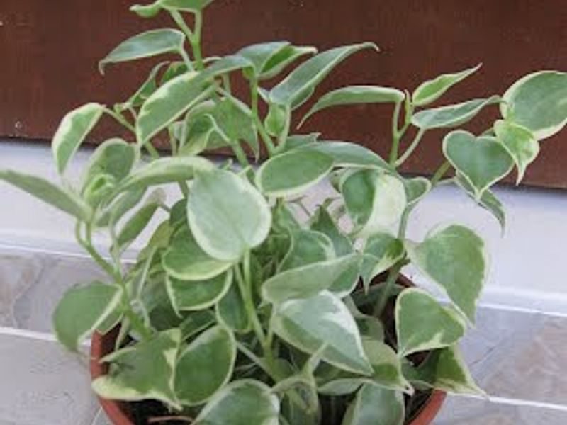 Peperomia Acuminata | Peperomia | Piperaceae