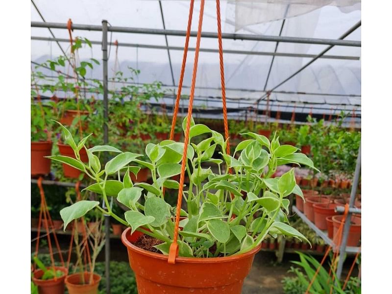 Peperomia Acuminata | Peperomia | Piperaceae