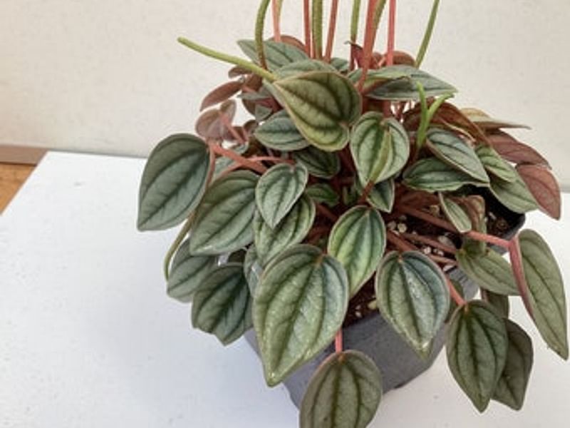 Peperomia Acuminata | Peperomia | Piperaceae