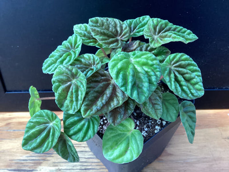 Peperomia Acuminata | Peperomia | Piperaceae