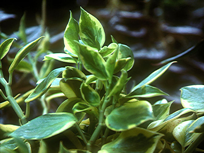 Peperomia Acuminata | Peperomia | Piperaceae