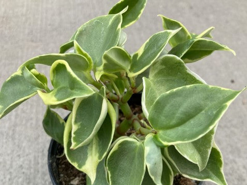 Peperomia Acuminata | Peperomia | Piperaceae