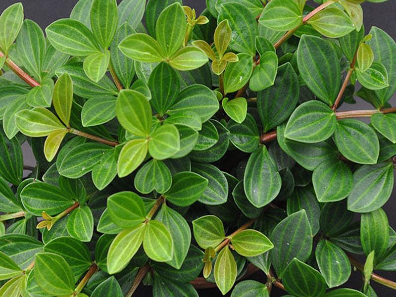 Peperomia Dahlstedtii | Peperomia | Piperaceae