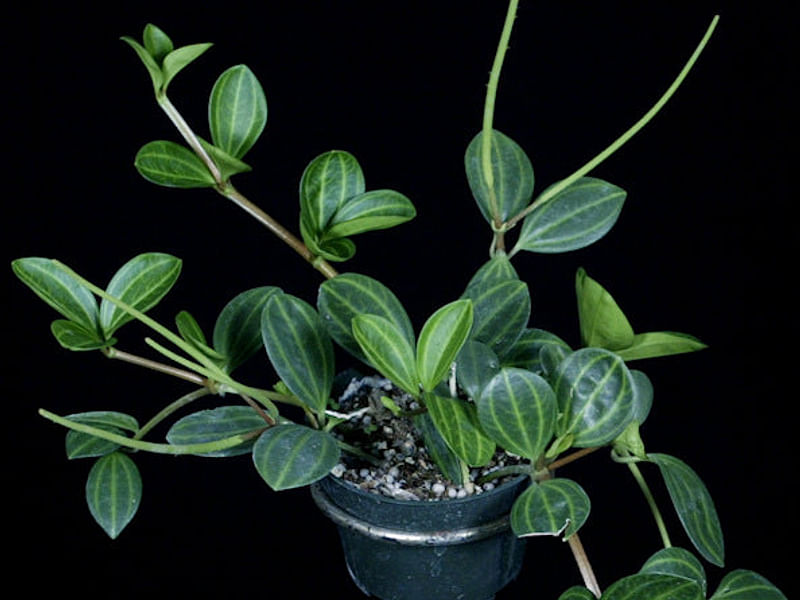 Peperomia Dahlstedtii | Peperomia | Piperaceae