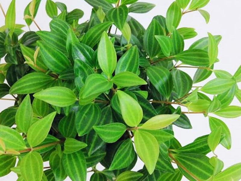Peperomia Dahlstedtii | Peperomia | Piperaceae