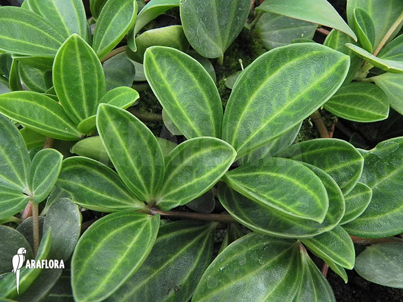 Peperomia Dahlstedtii | Peperomia | Piperaceae