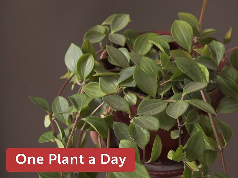 Peperomia Dahlstedtii | Peperomia | Piperaceae