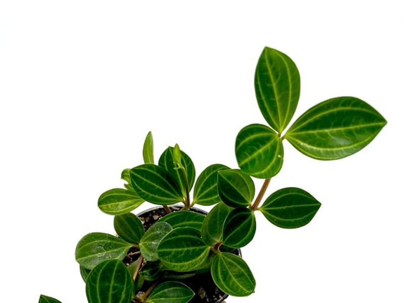 Peperomia Dahlstedtii | Peperomia | Piperaceae