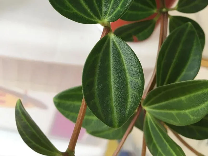 Peperomia Dahlstedtii | Peperomia | Piperaceae
