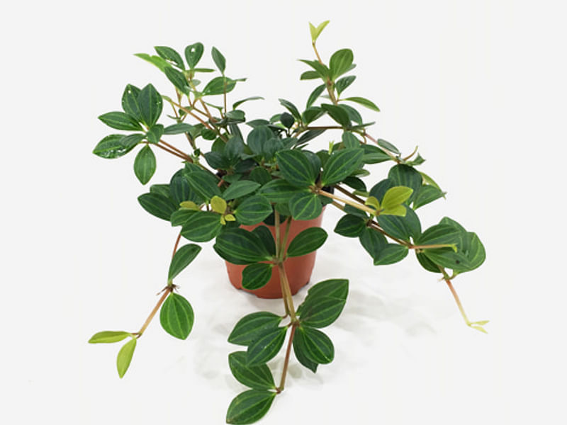 Peperomia Dahlstedtii | Peperomia | Piperaceae