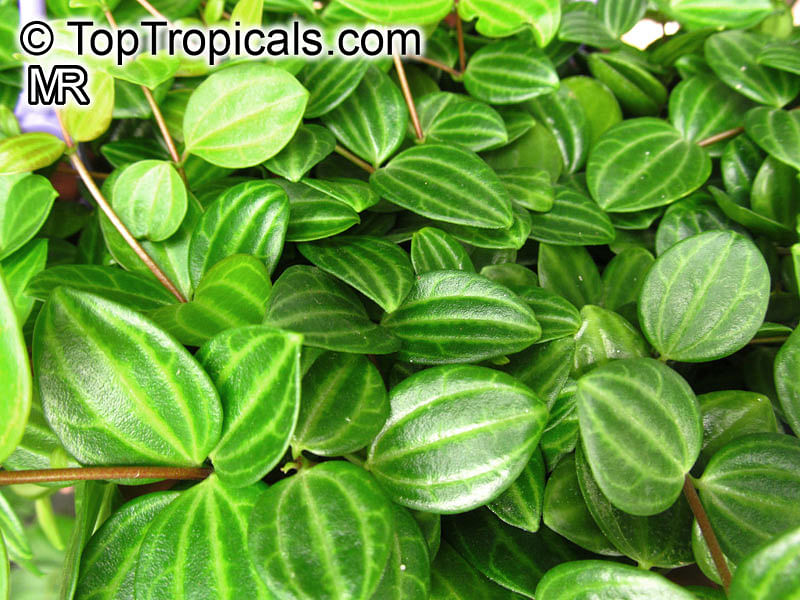 Peperomia Dahlstedtii | Peperomia | Piperaceae