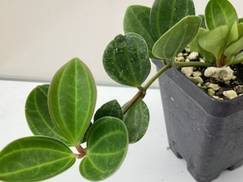 Peperomia Dahlstedtii | Peperomia | Piperaceae