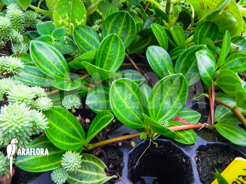 Peperomia Dahlstedtii | Peperomia | Piperaceae
